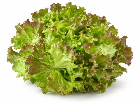 Lettuce Batavia — illustrative vegetable image