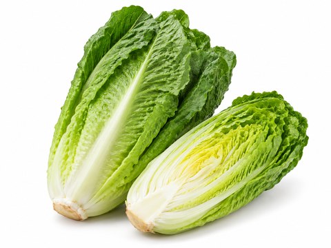 Lettuce Cos — illustrative vegetable image