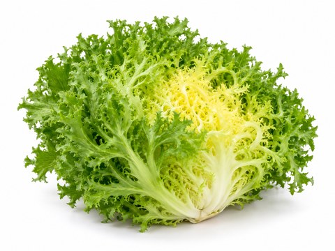Lettuce Endive — illustrative vegetable image