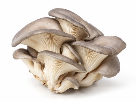 Mushrooms Grey Oyster — illustrative vegetable image