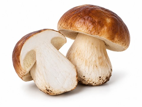 Mushrooms Porcini — illustrative vegetable image