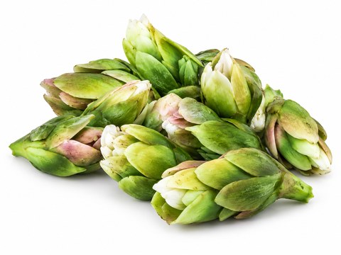 Fresh waterblommetjies buds — illustrative vegetable image